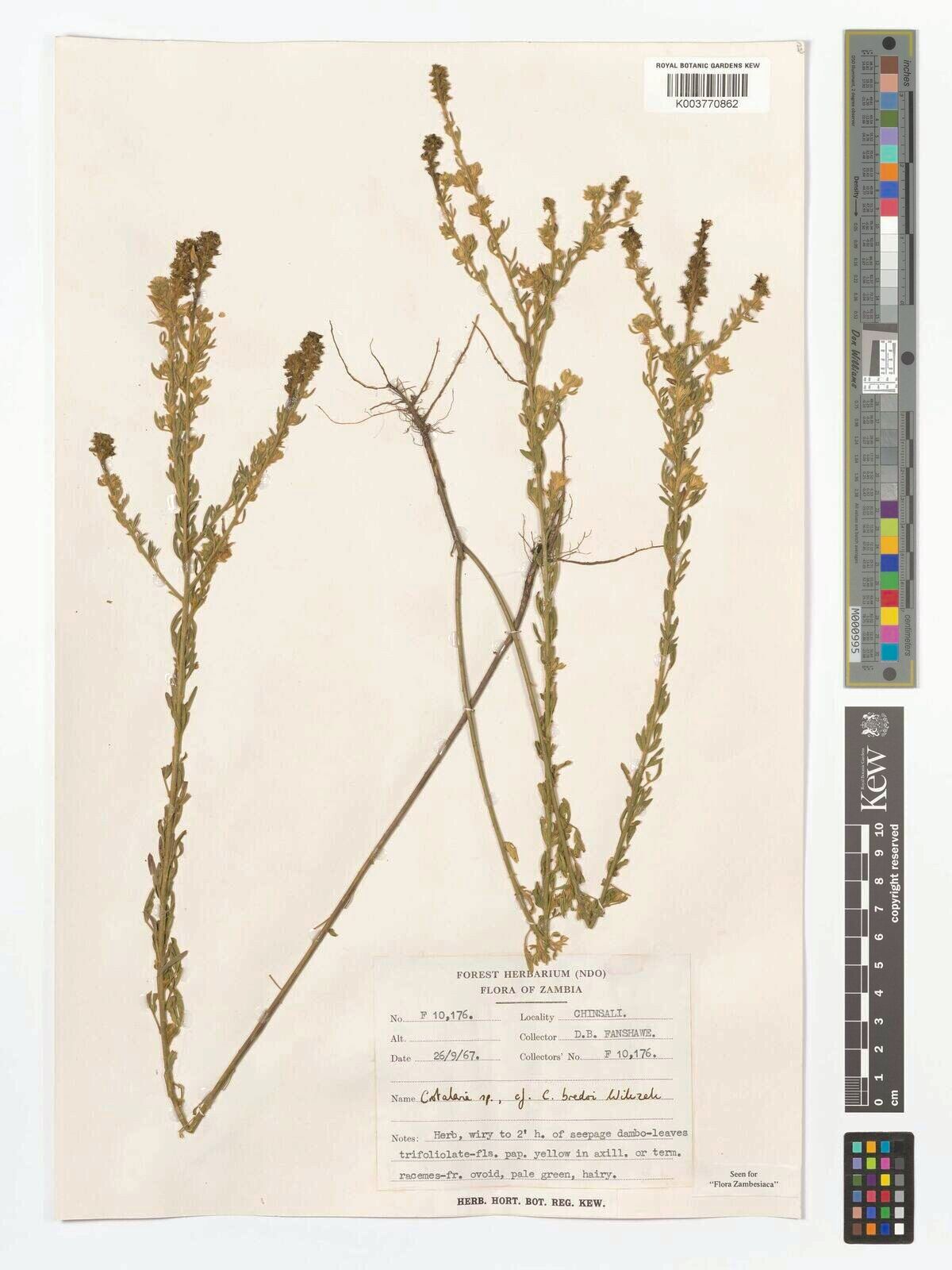 Crotalaria bredoi — houseplant care guide