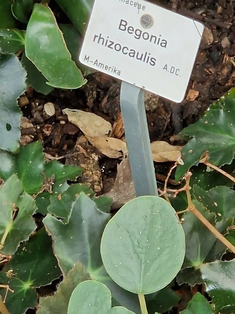 Begonia rhizocaulis other