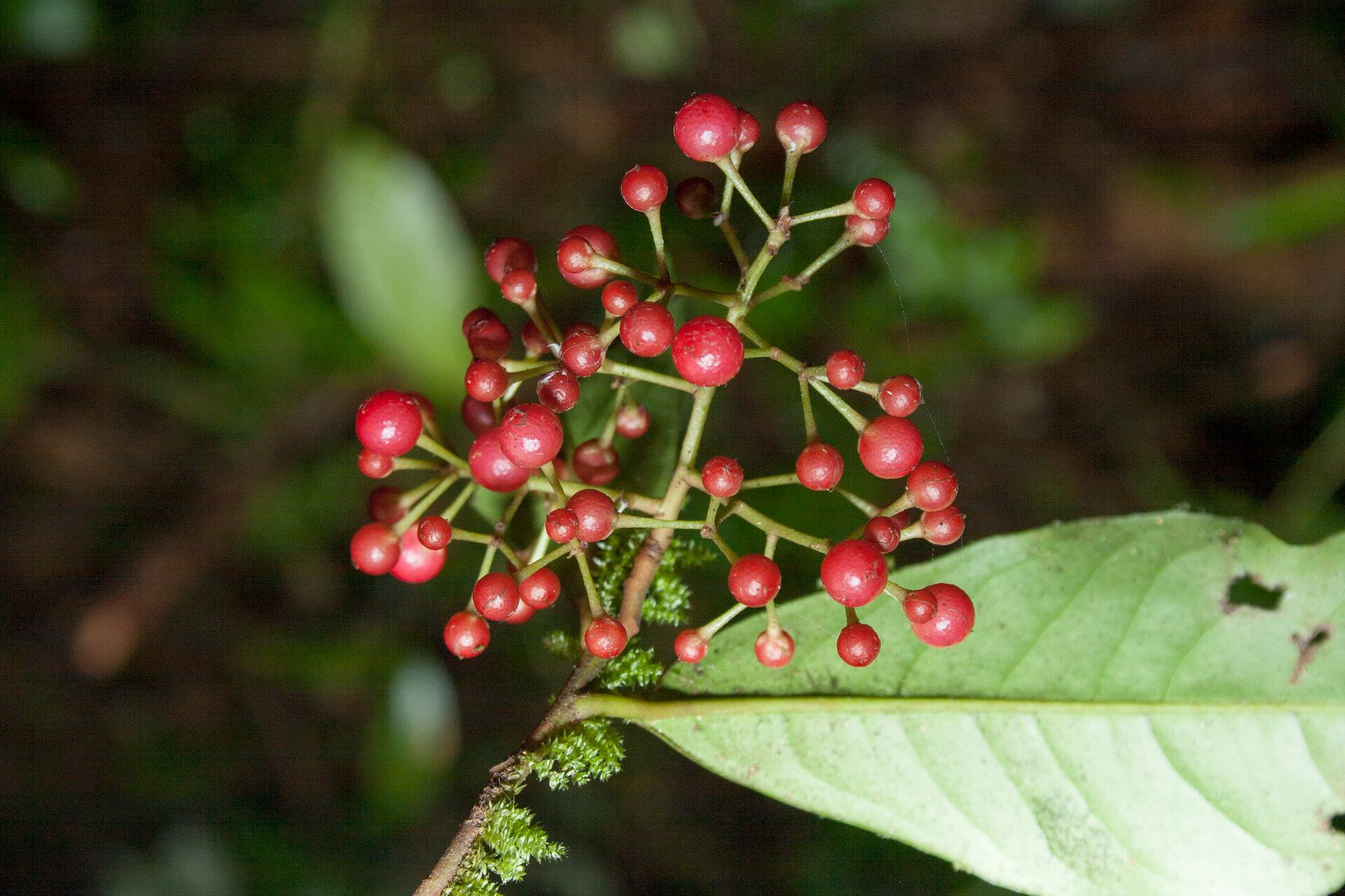 Ardisia guianensis fruit