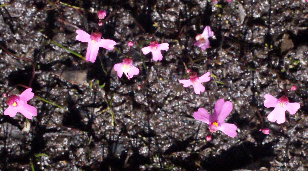Utricularia multifida habit