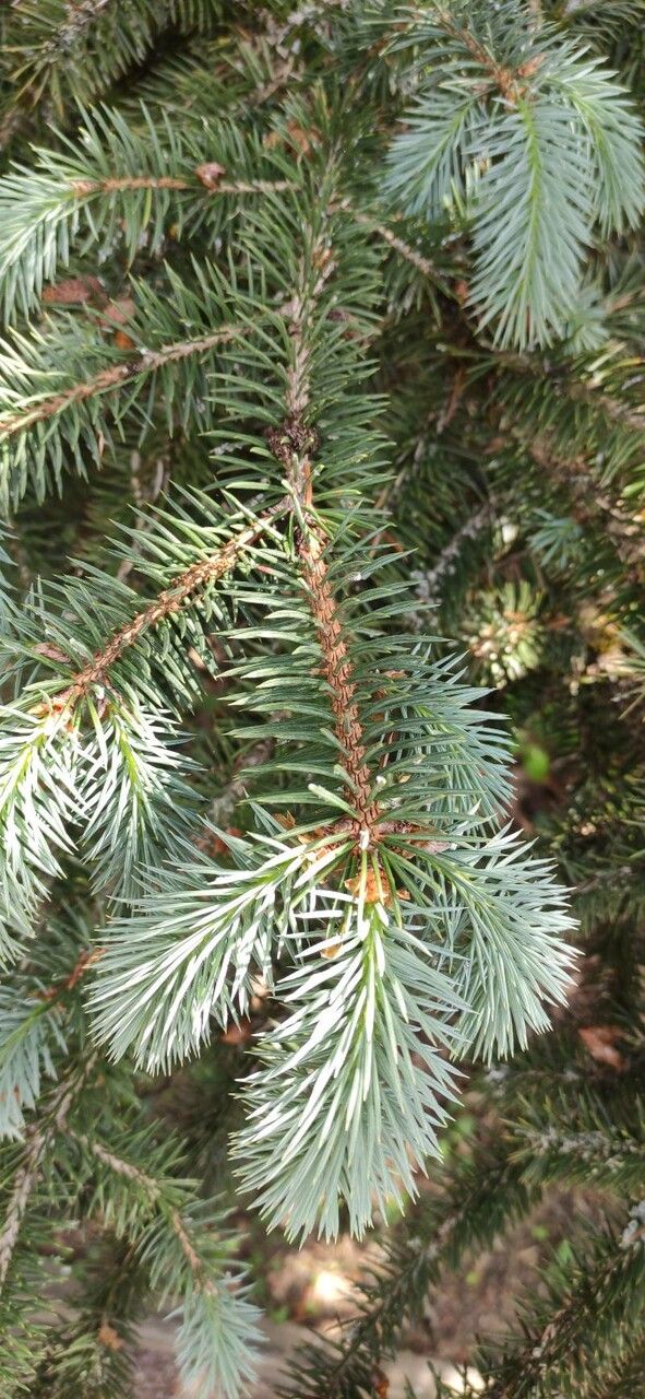 Picea chihuahuana — search result for 'Picea'