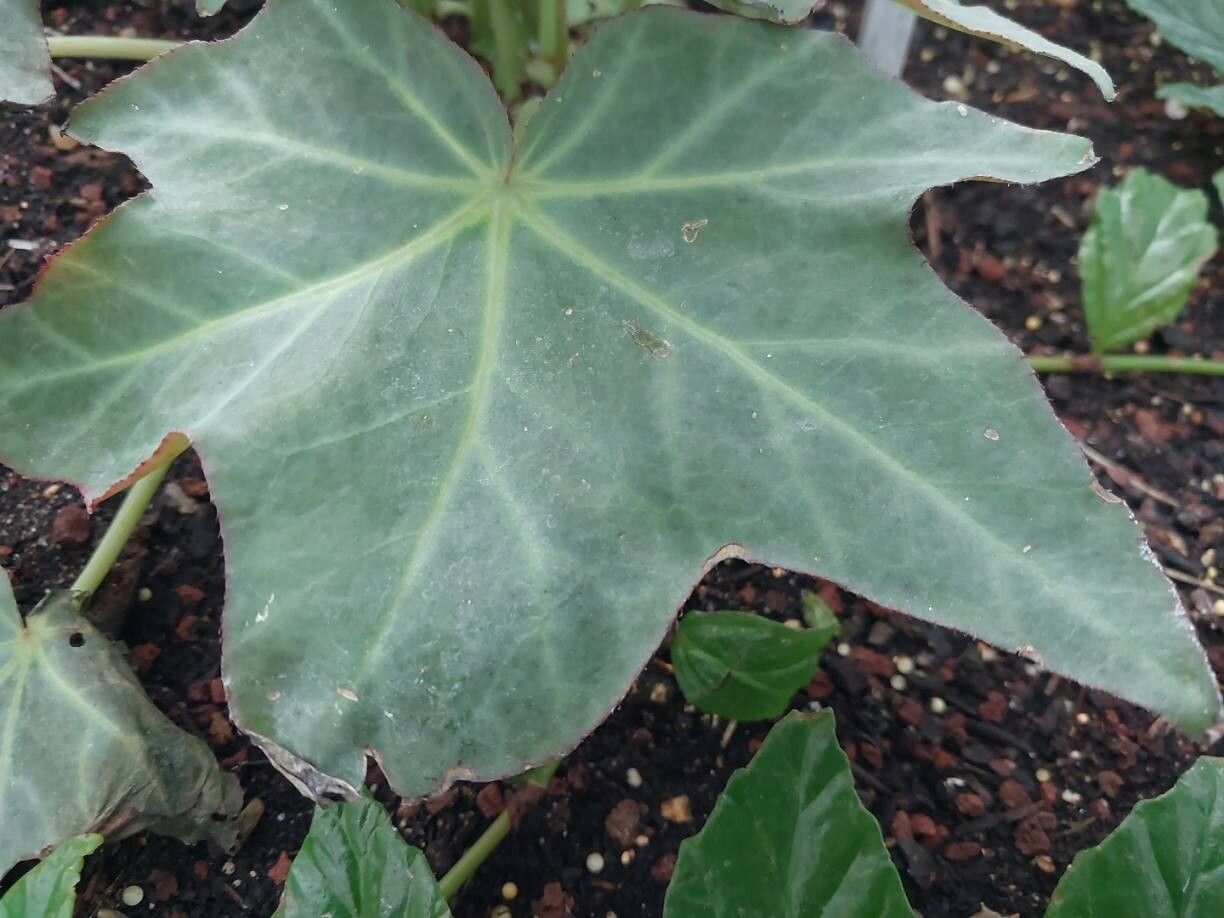Begonia kenworthyae leaf