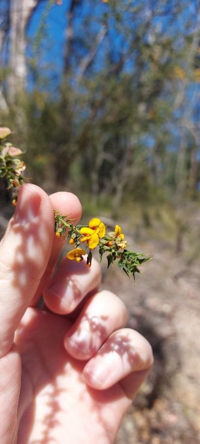 Daviesia squarrosa — houseplant care guide