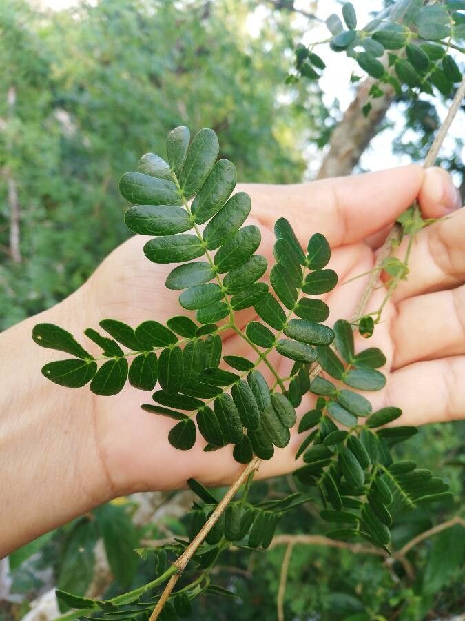 Chloroleucon mangense leaf