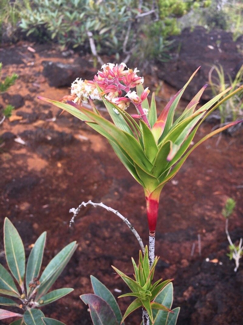 Dracophyllum ramosum flower