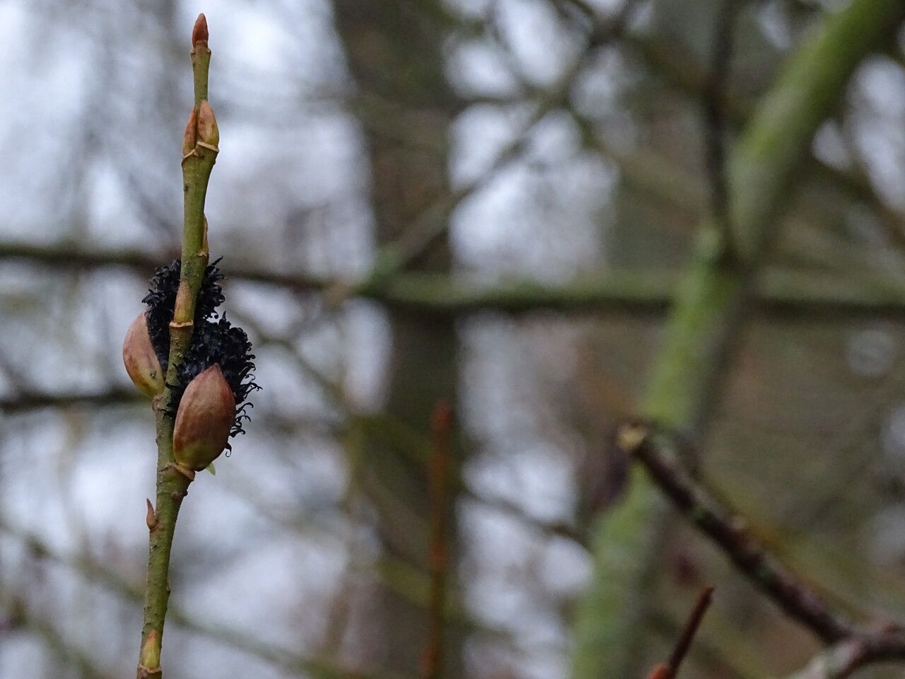 Salix gracilistyla flower