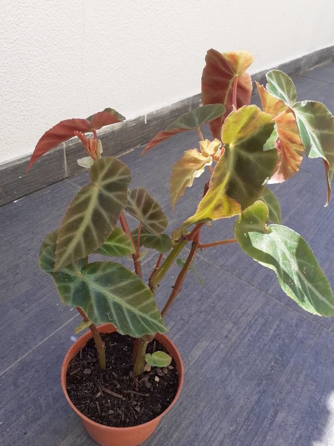 Begonia stipulacea flower