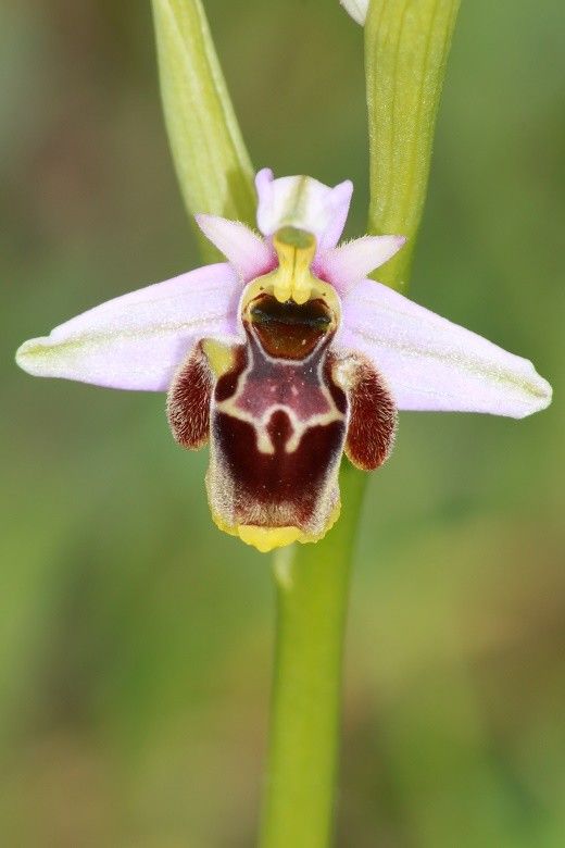 Ophrys santonica — houseplant care guide
