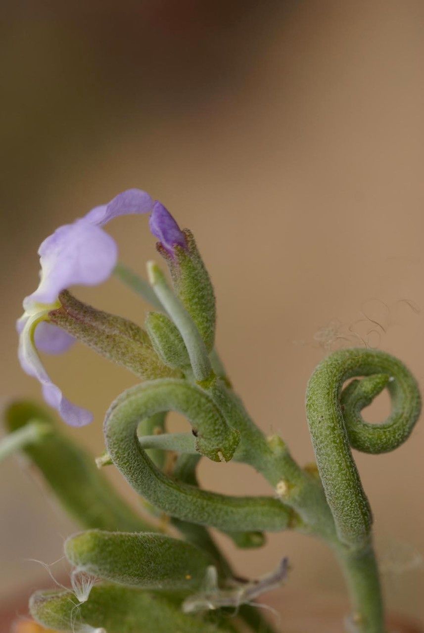 Matthiola bolleana fruit