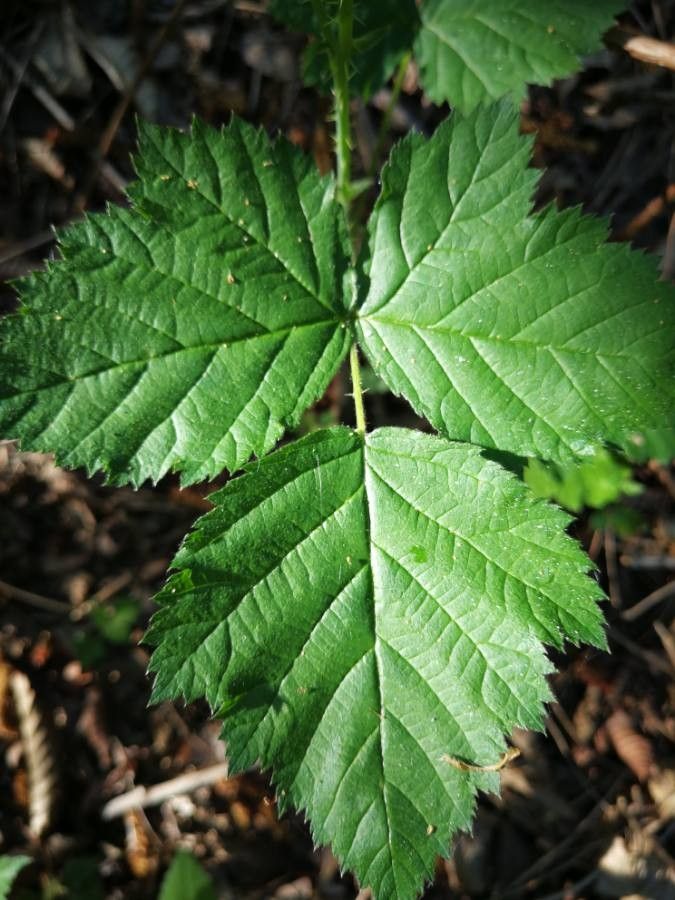 Rubus fissipetalus — houseplant care guide