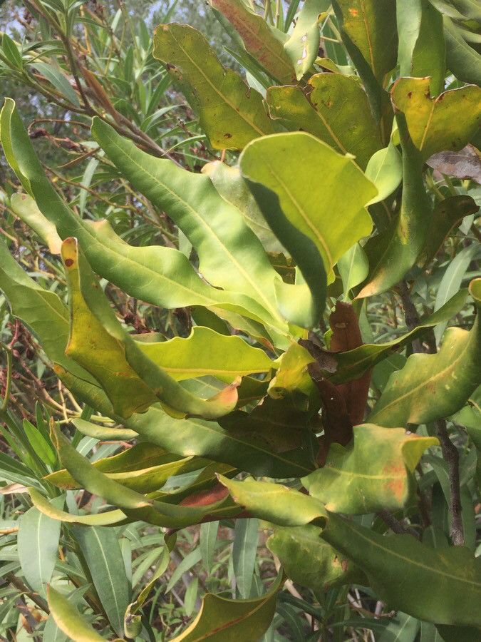 Lophira lanceolata — related species from the same genus