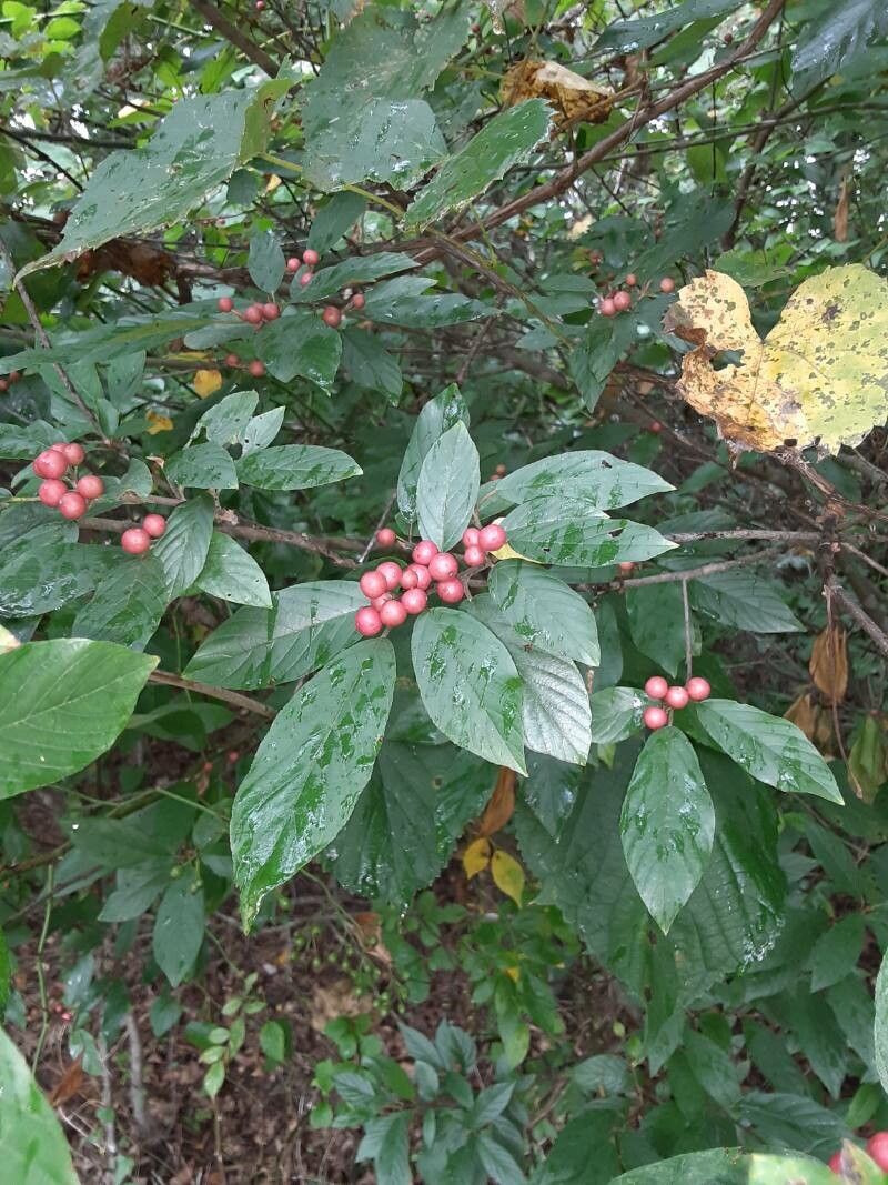 Frangula caroliniana fruit