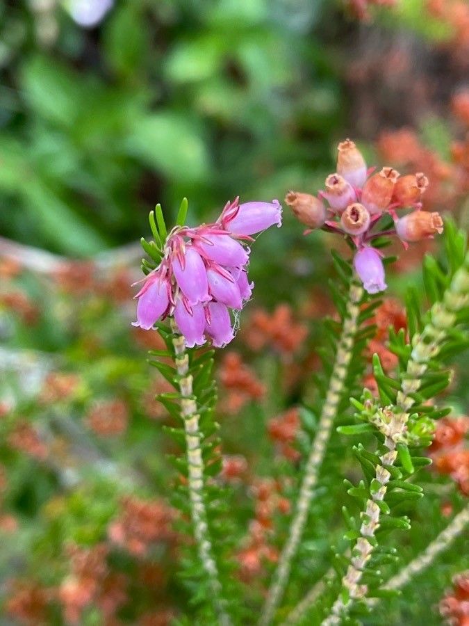 Erica terminalis flower