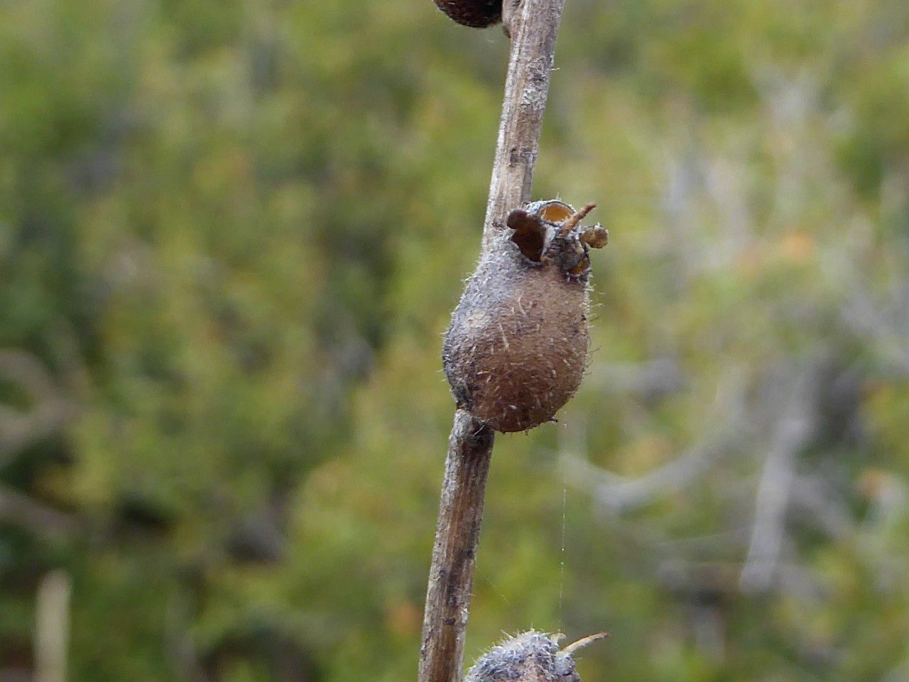 Misopates orontium fruit