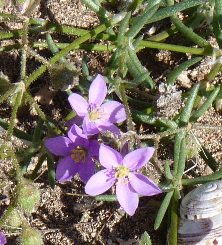 Minuartia webbii — houseplant care guide