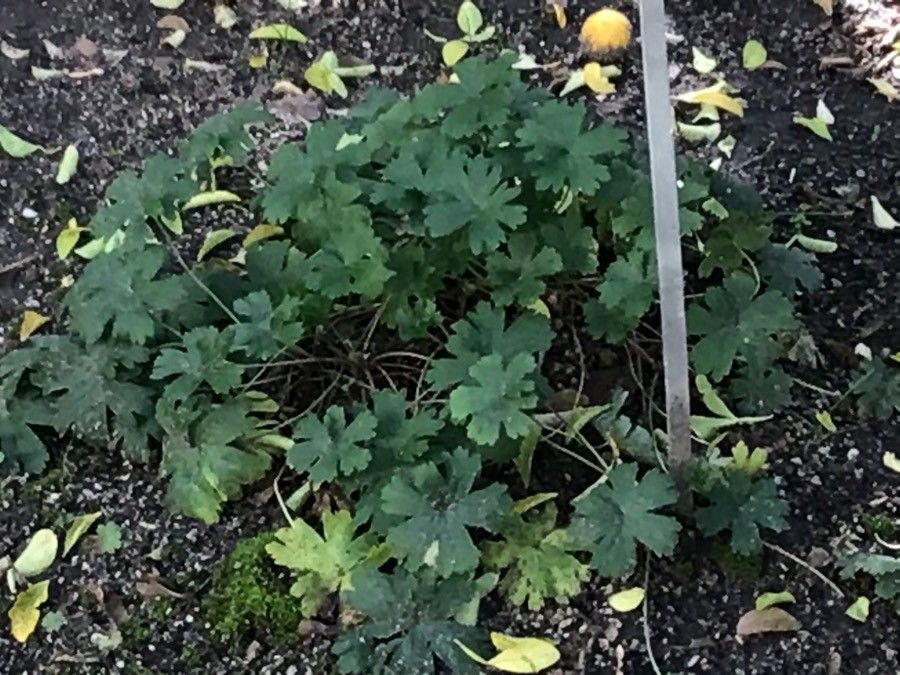 Geranium asphodeloides leaf