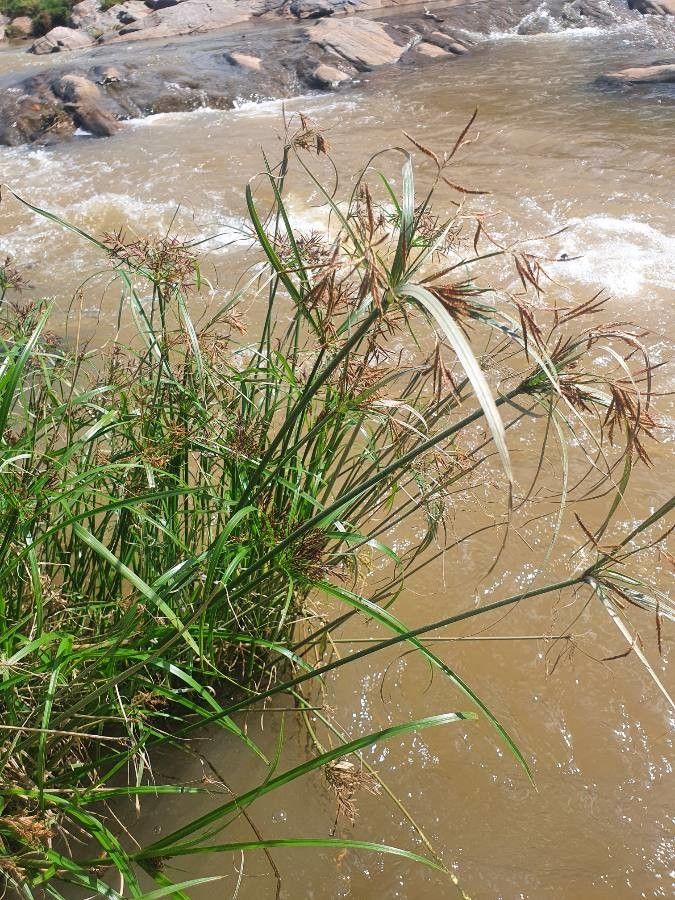 Cyperus schimperianus flower