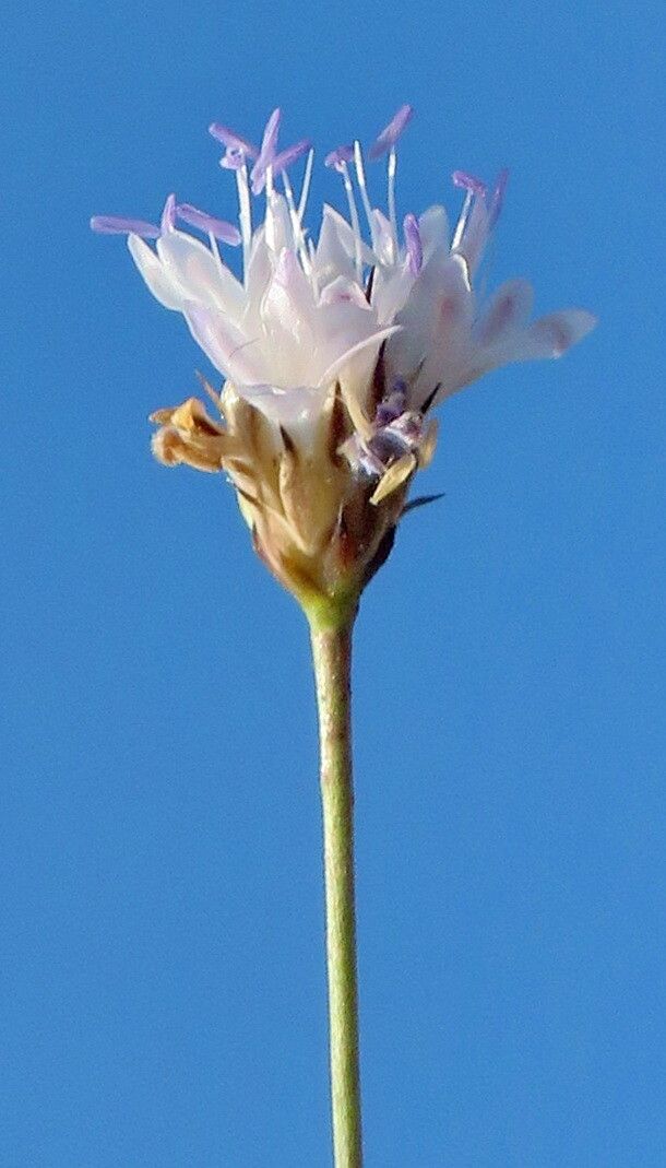 Cephalaria transsylvanica flower