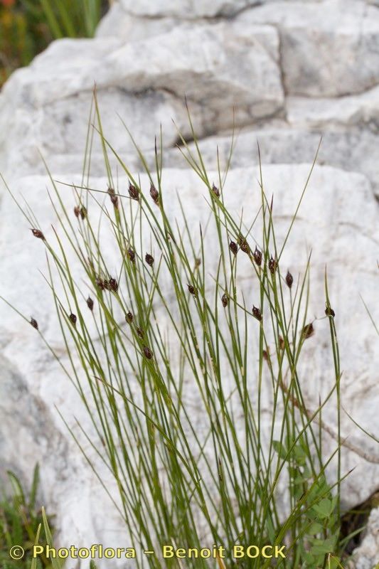 Juncus monanthos habit