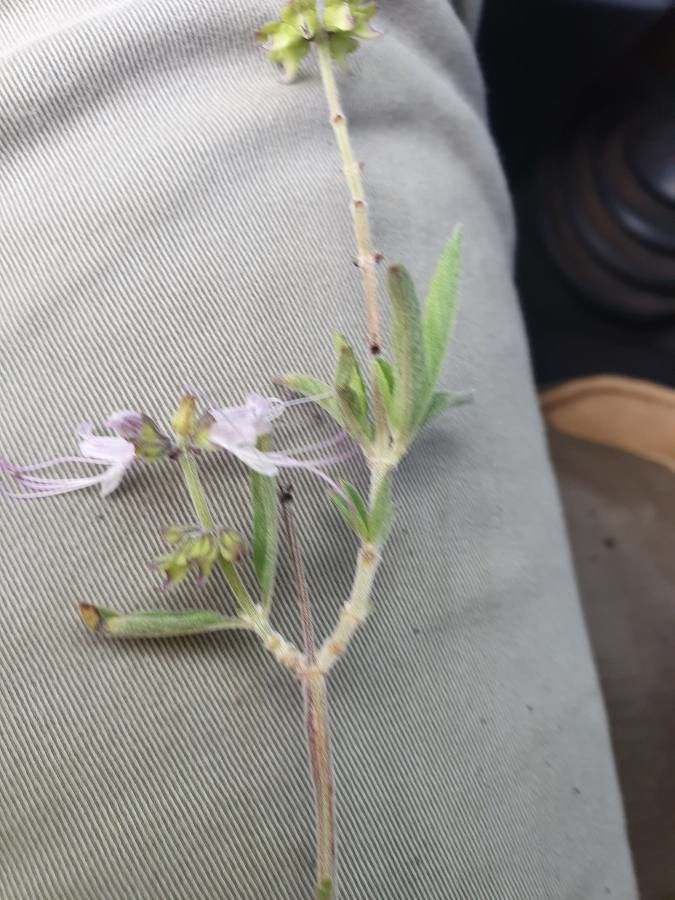 Ocimum filamentosum leaf