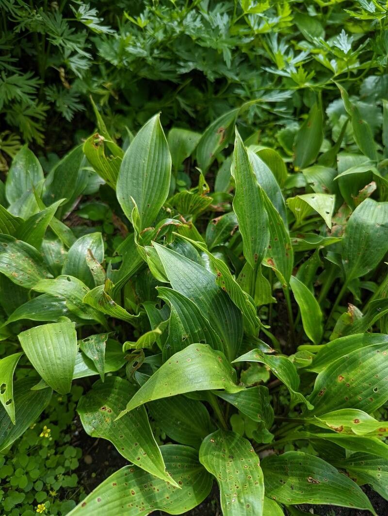 Hosta longipes leaf