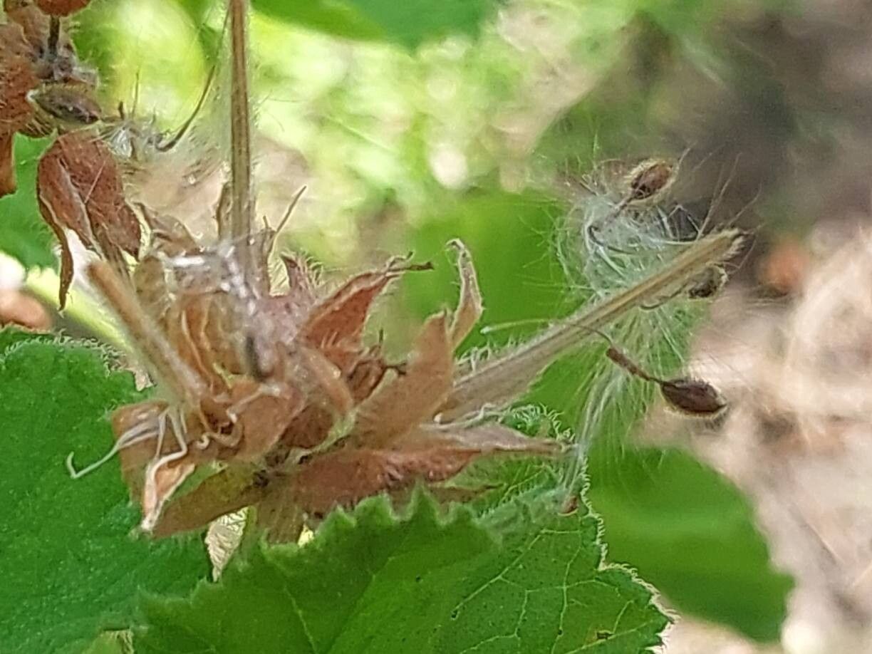 Pelargonium vitifolium fruit