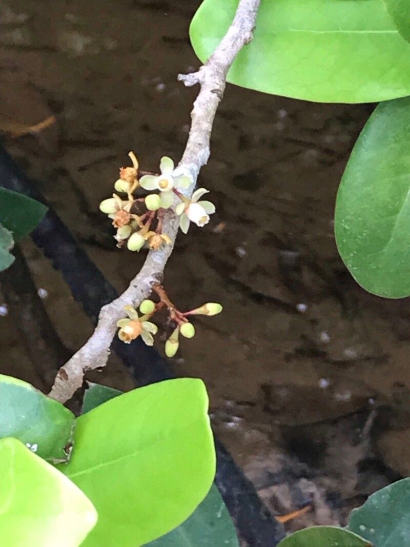 Xylocarpus granatum flower