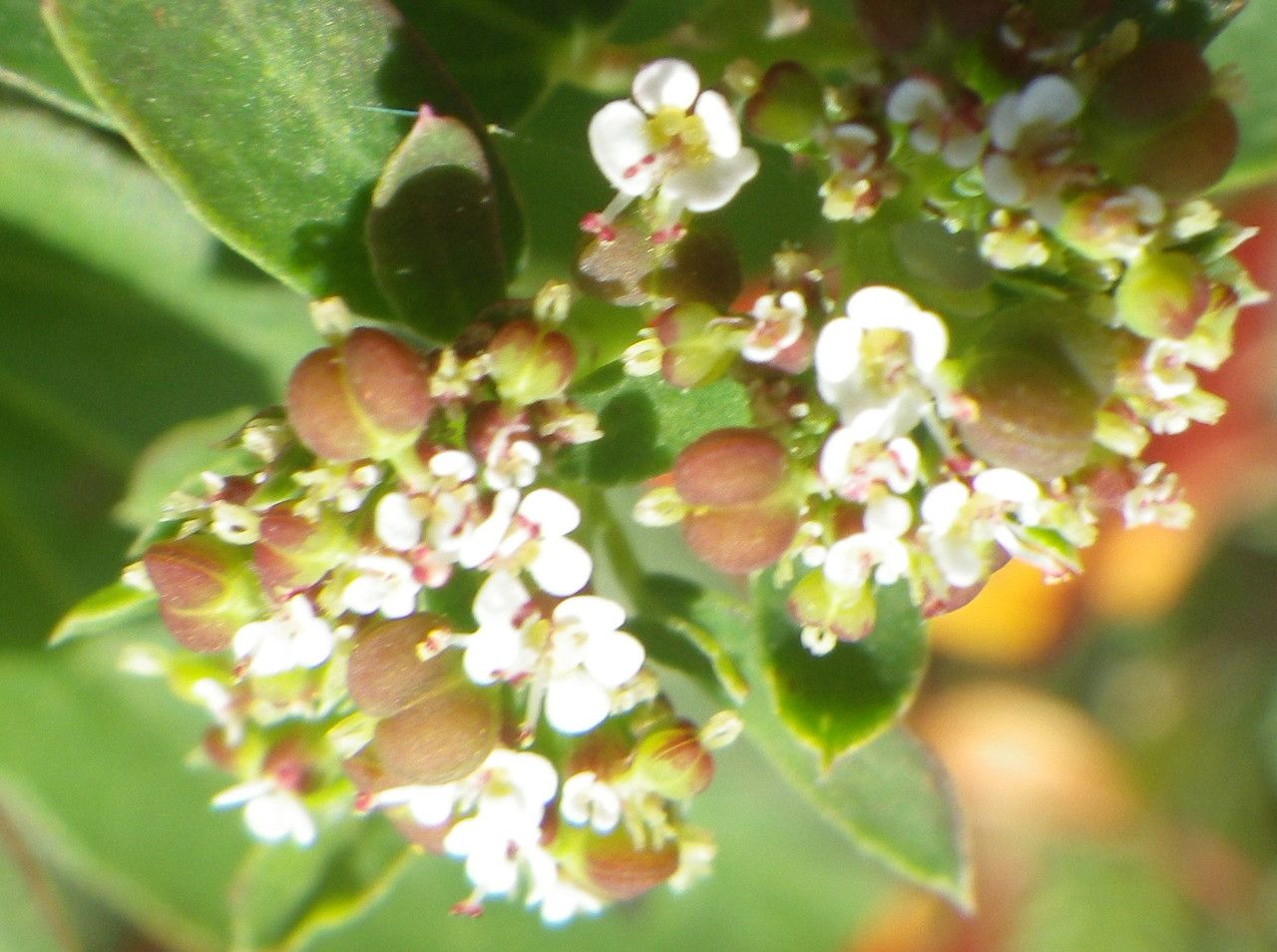 Euphorbia indica fruit
