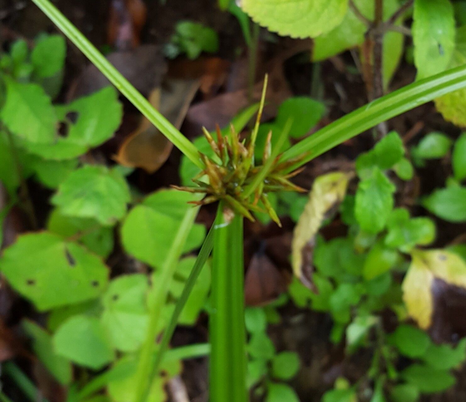 Cyperus luteus flower