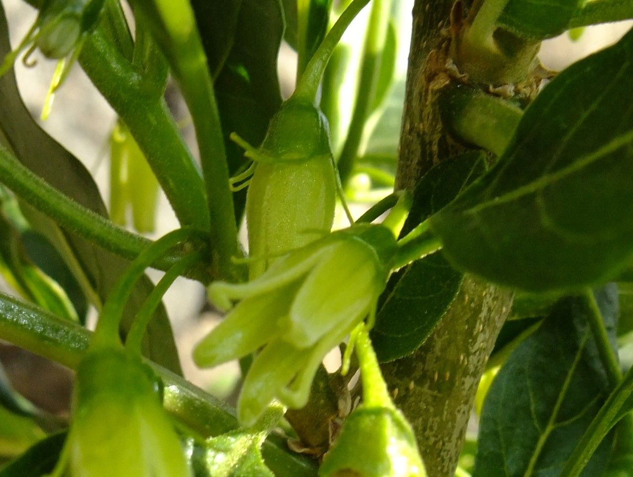 Withania aristata flower