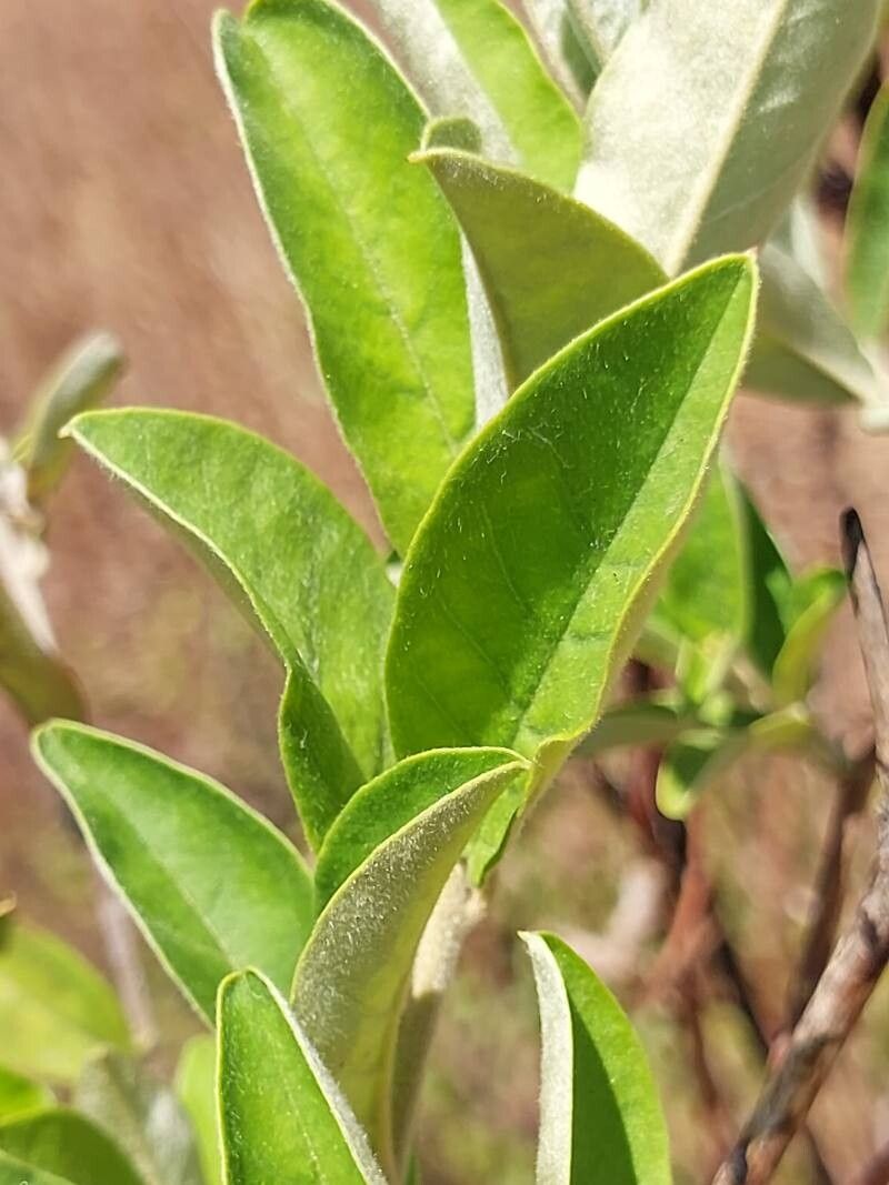 Bonamia spectabilis leaf