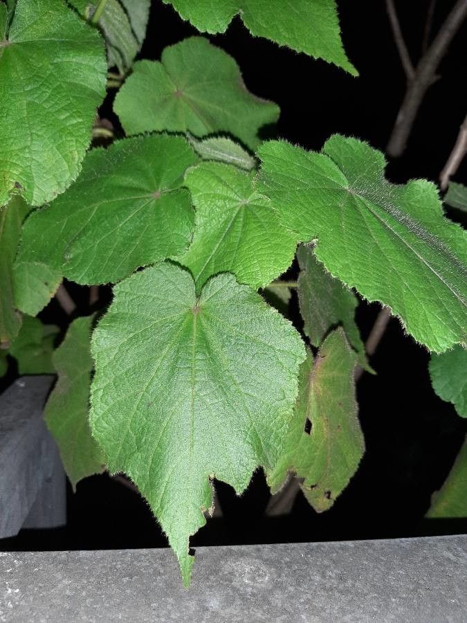 Sparrmannia africana leaf