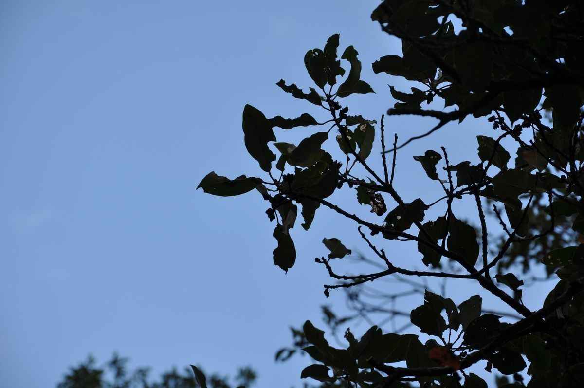 Rhododendron championiae other