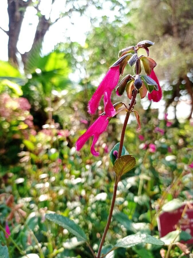 Salvia buchananii flower