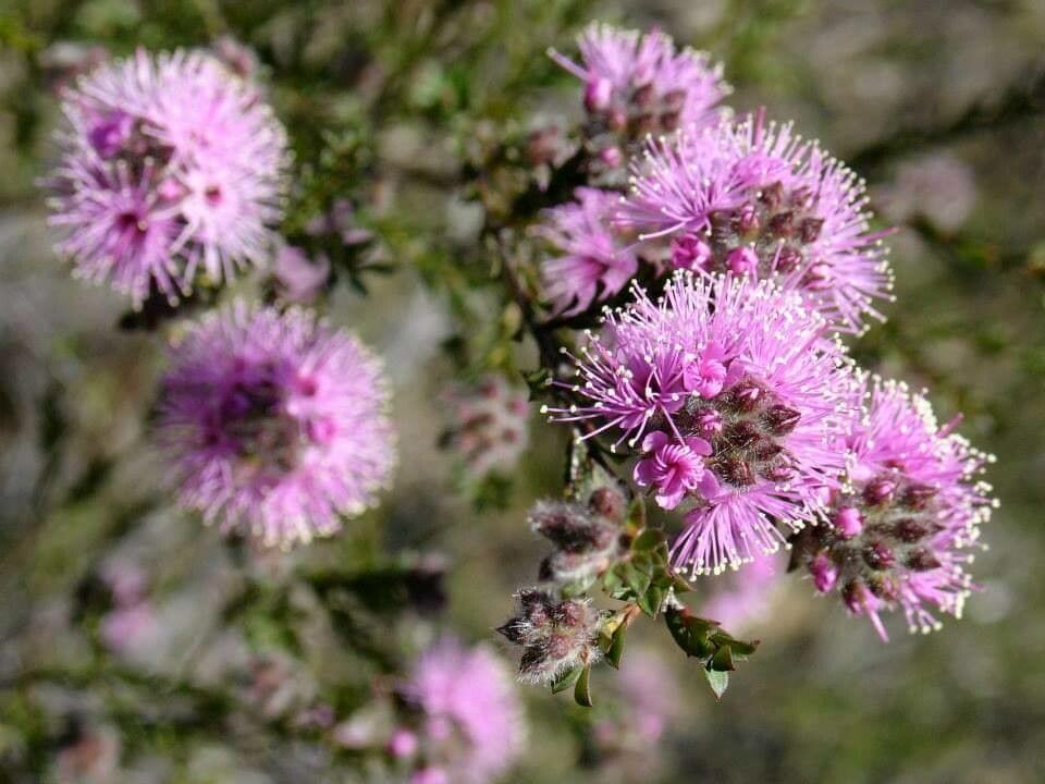 Kunzea capitata flower