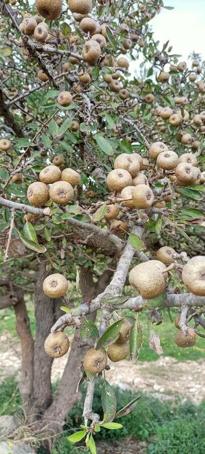 Pyrus spinosa fruit