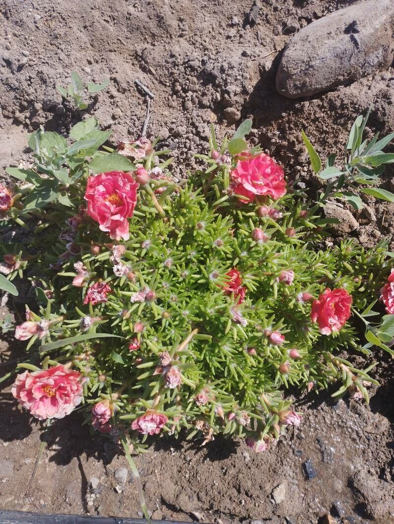 Portulaca canariensis