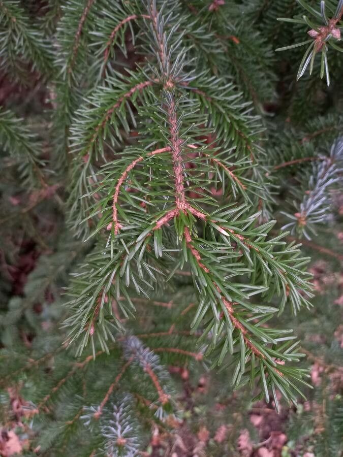 Picea omorika — search result for 'Picea'