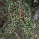 Picea omorika