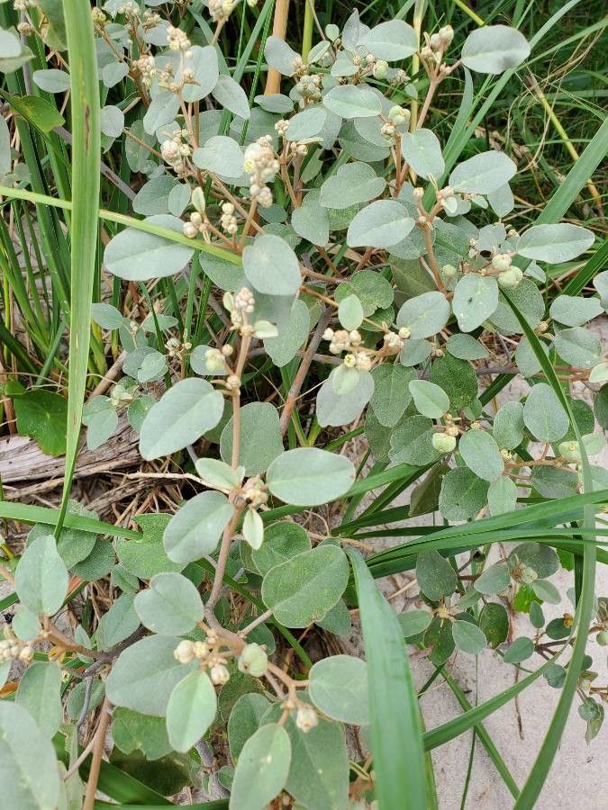 Croton punctatus flower