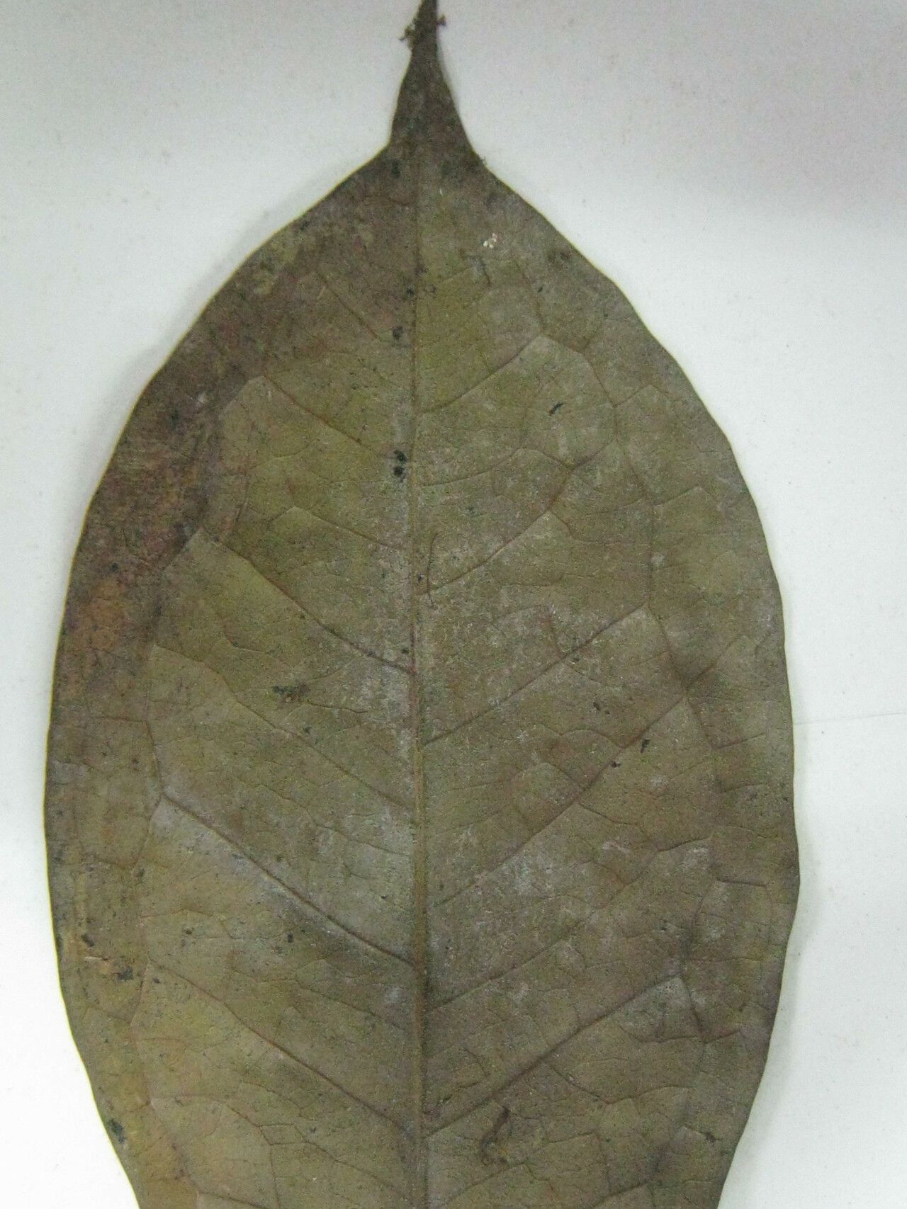 Eugenia gomesiana — houseplant care guide