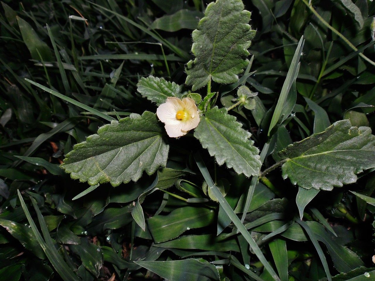 Rhynchosida physocalyx habit