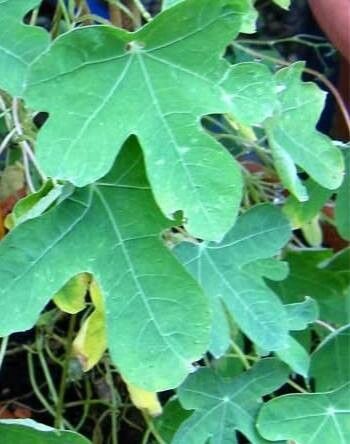 Tropaeolum smithii — search result for 'Tropaeolum'