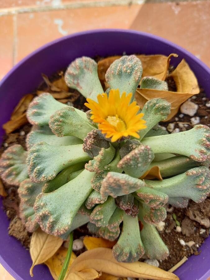 Titanopsis hugo-schlechteri flower
