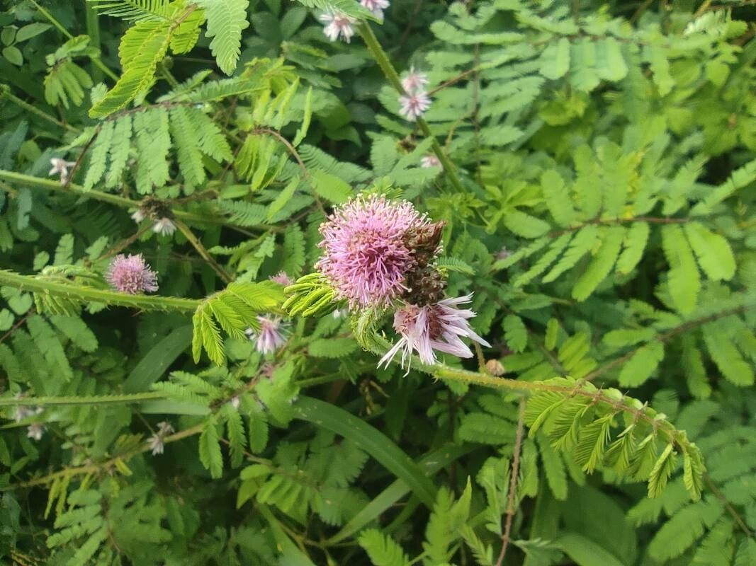 Mimosa diplotricha flower
