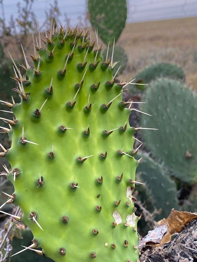 Opuntia vulgaris leaf