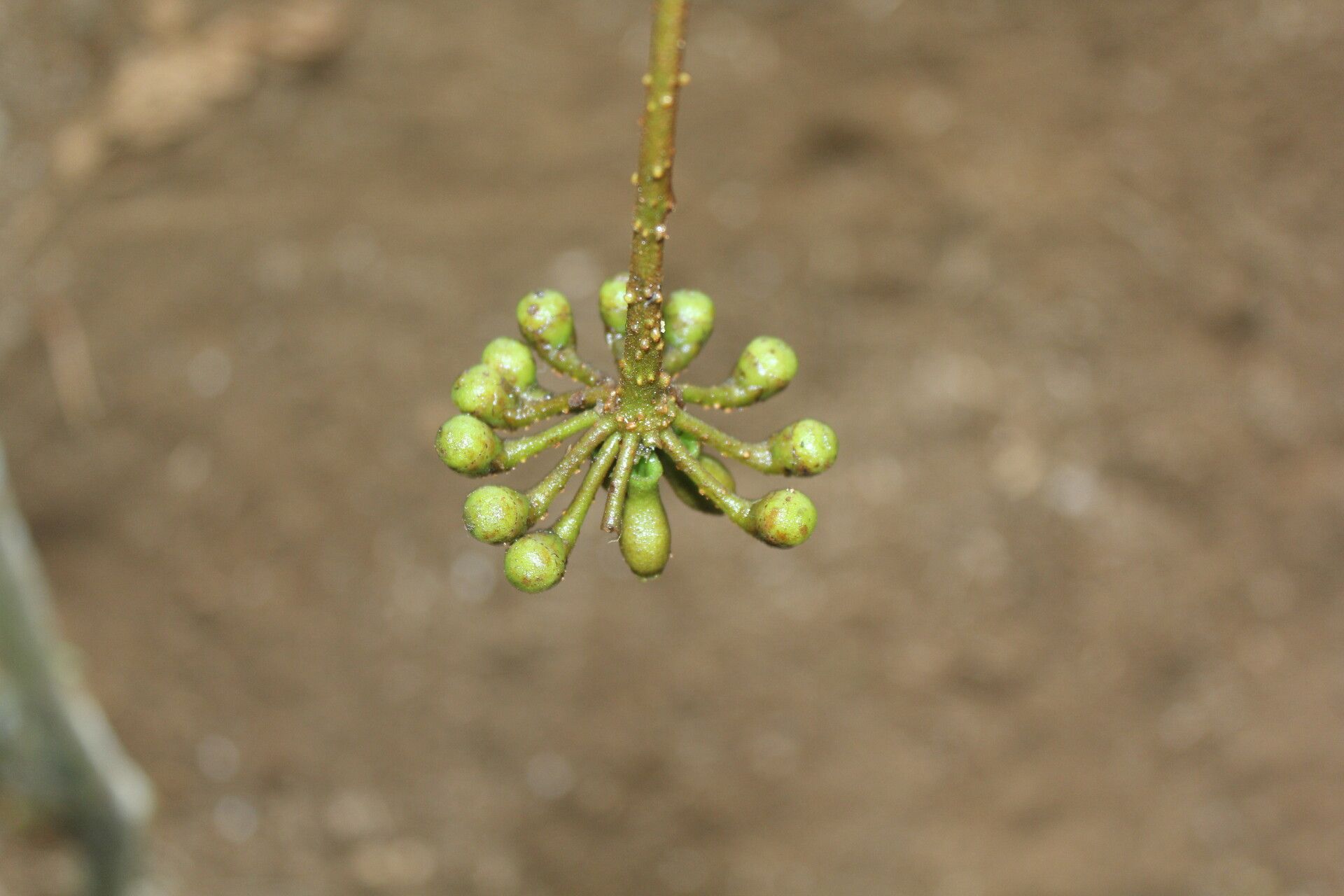 Marcgravia nervosa fruit