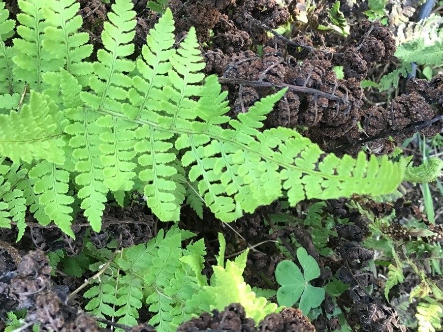 Dryopteris mindshelkensis leaf