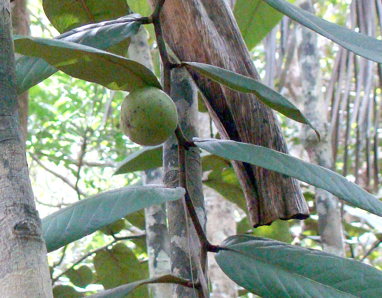Diospyros margaretae fruit