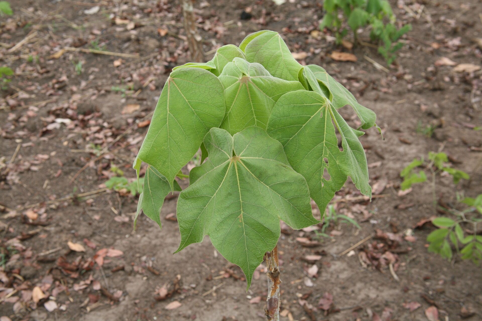Sterculia quinqueloba — houseplant care guide